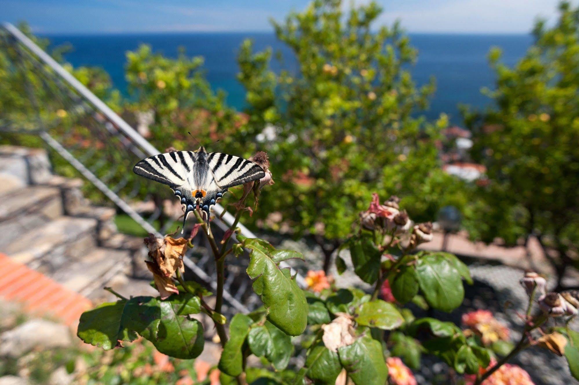 Le Terrazze Appartamenti Vacanze Sanremo Bagian luar foto